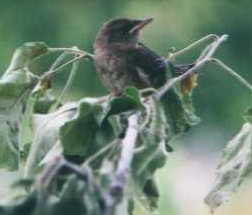 Baby Wren